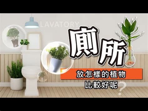 廁所種植物風水|廁所風水植物：招財又旺宅秘方